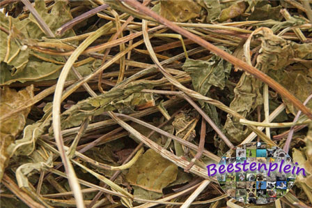 shop5460500.pictures.Echinacea-wm